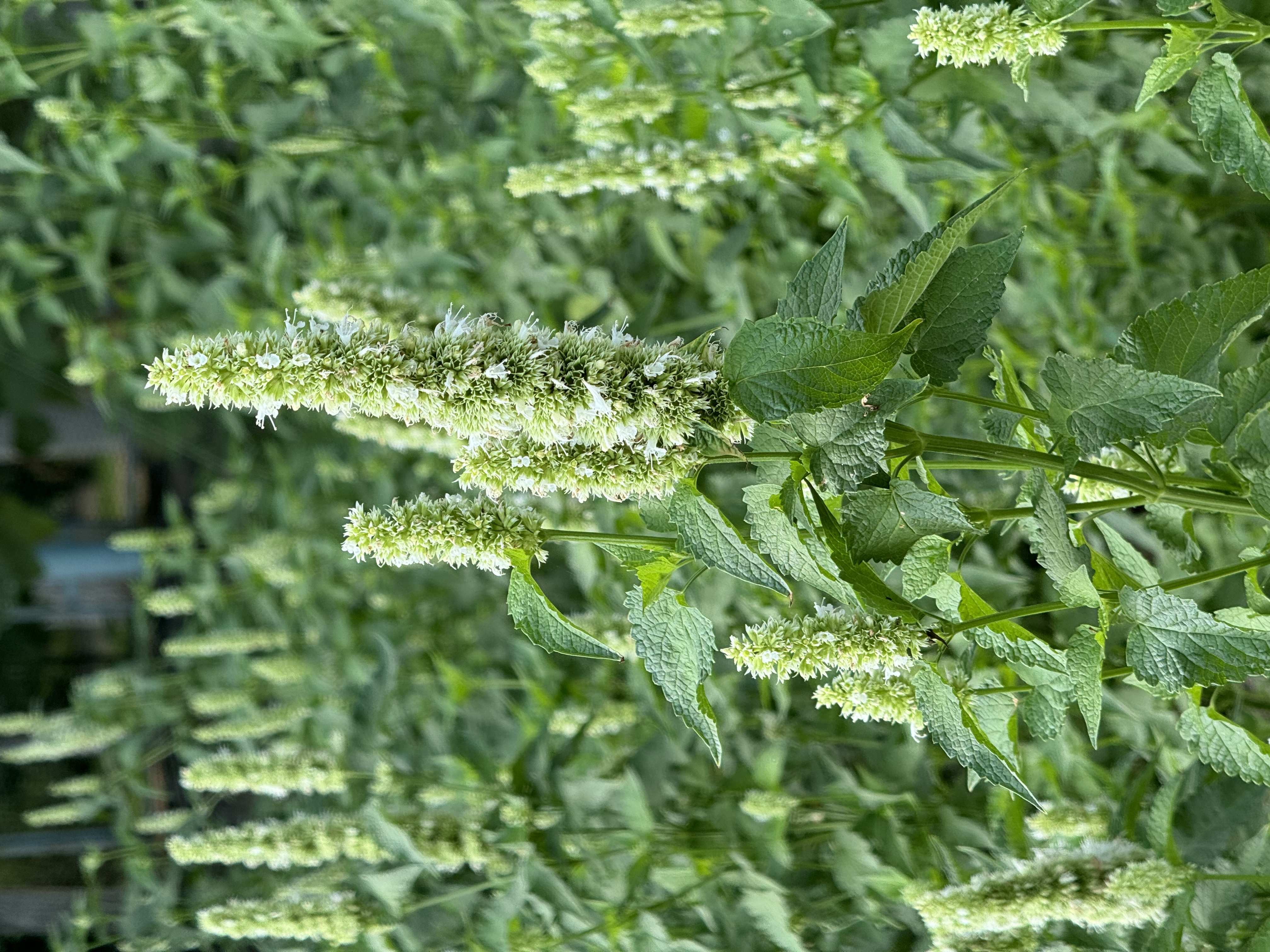 Plant Image